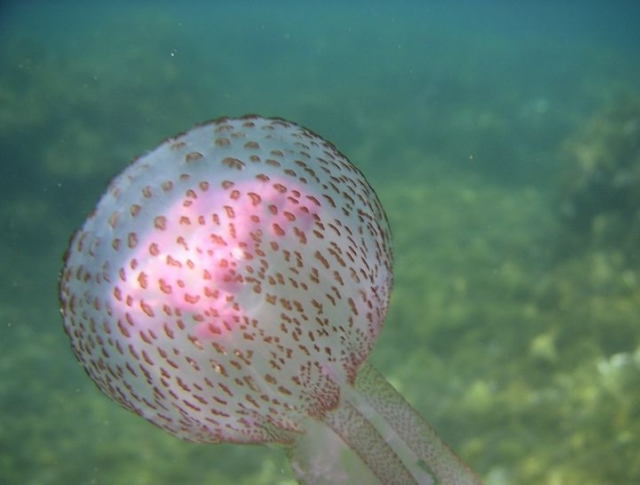  Medusa Rosa Oceanica 